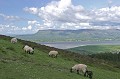 Irlande,moutons 